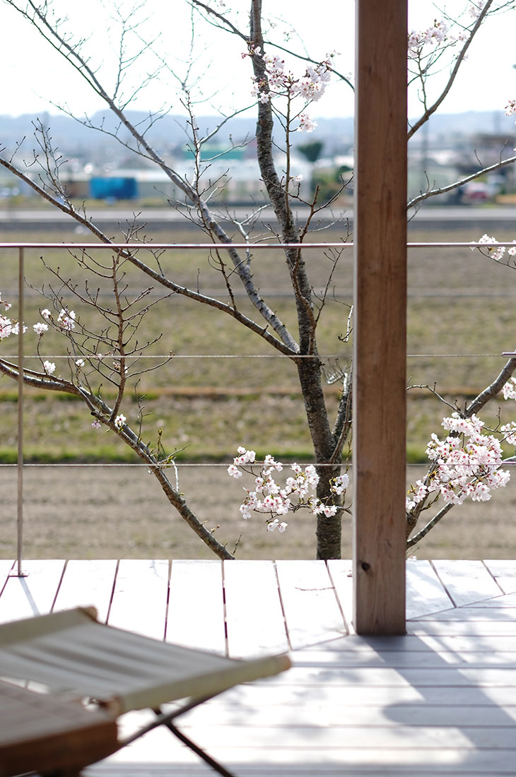 バルコニーと桜の写真